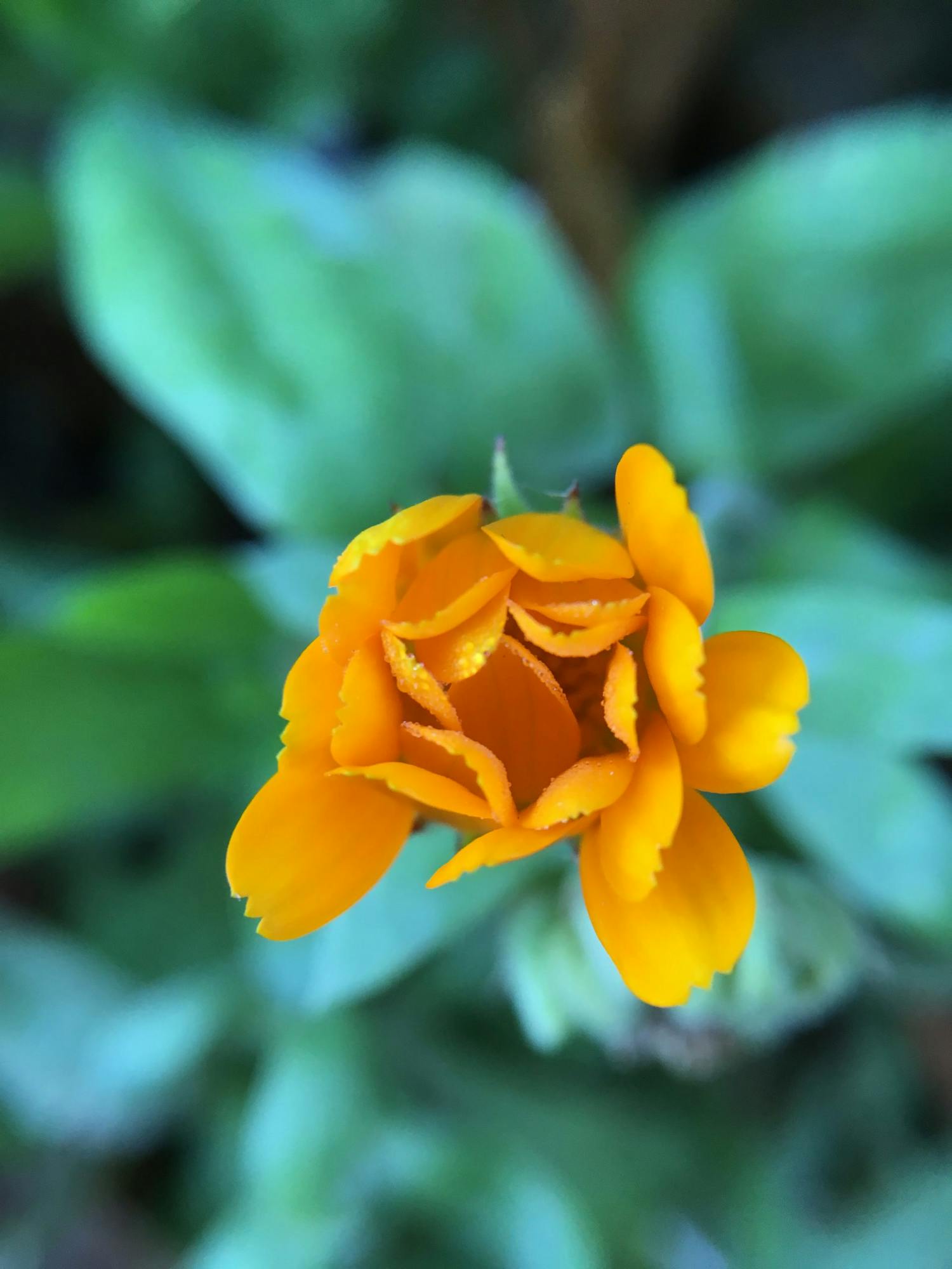 Kännykän objektiivin avulla kuvattu kukka Kännykän objektiivin avulla kuvattu kukka